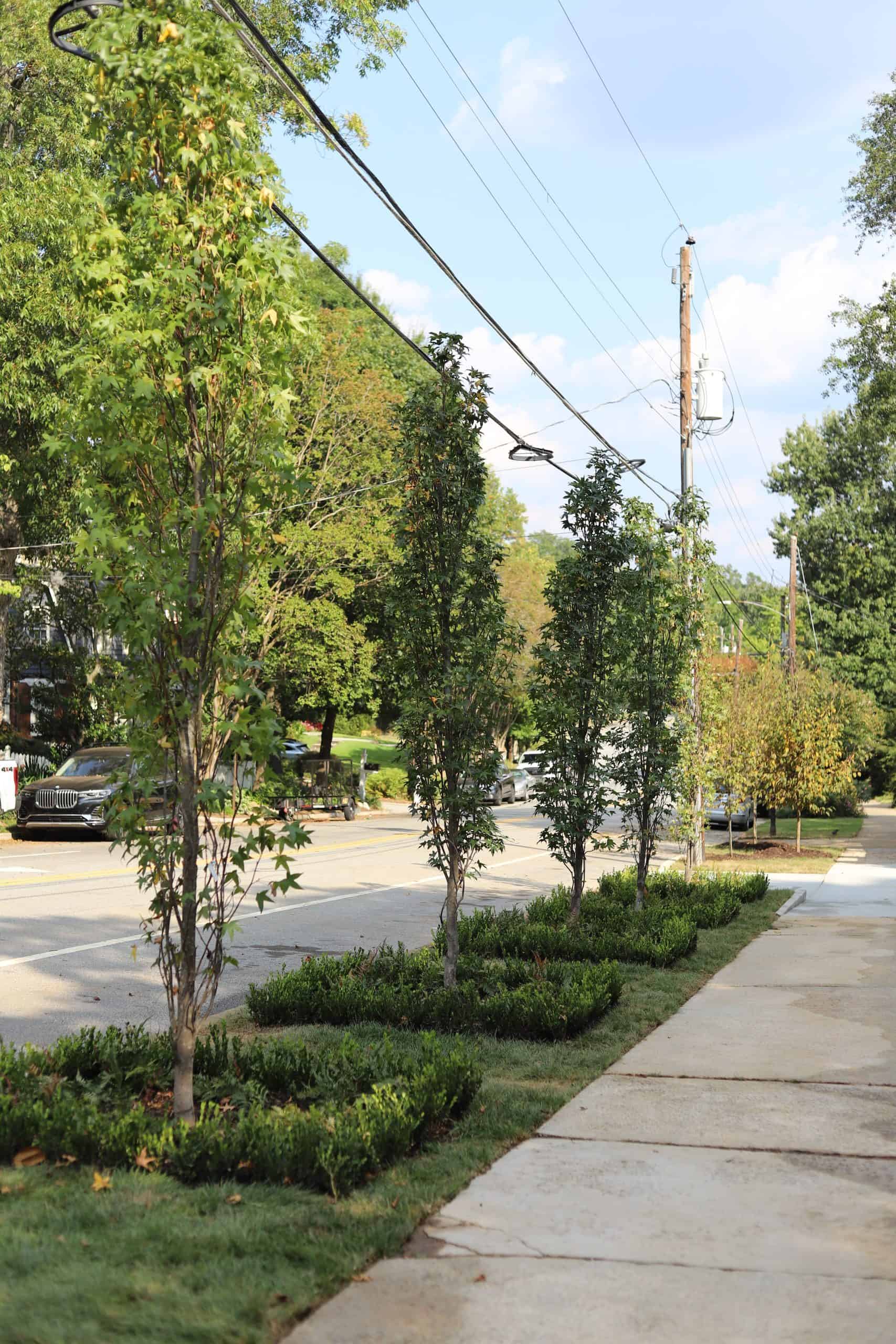 Boxwood hedge row and newly planted street trees along sidewalk at Highland & Morningside estate garden, Virginia-Highland, Atlanta