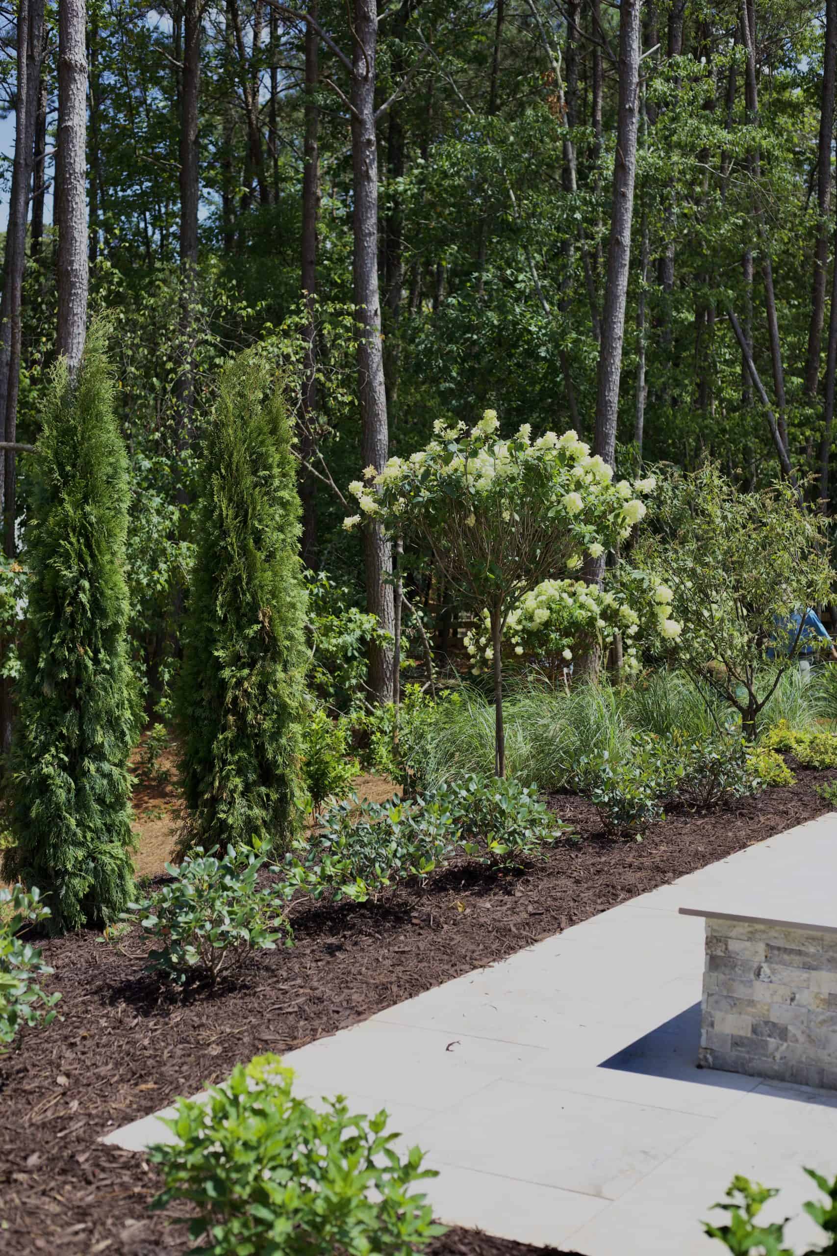 Layered pool perimeter planting design at Burras Oak Lane featuring columnar arborvitae, standard crepe myrtle trees in bloom, ornamental grasses, and low shrub ground cover alongside a limestone pool coping edge in Cumming, Georgia