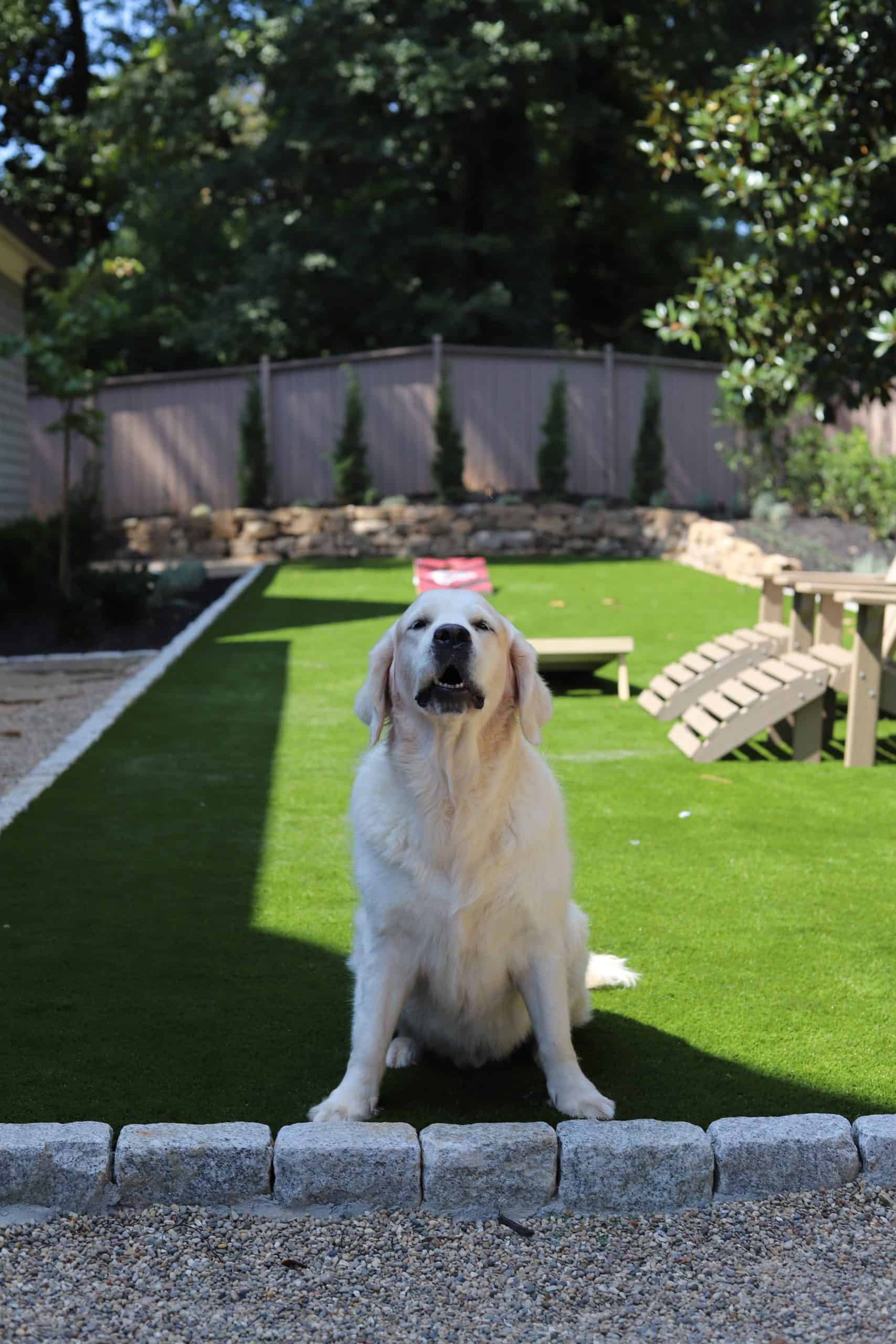 Golden retriever standing on lush green artificial turf in a landscaped backyard with wooden deck and Adirondack chair