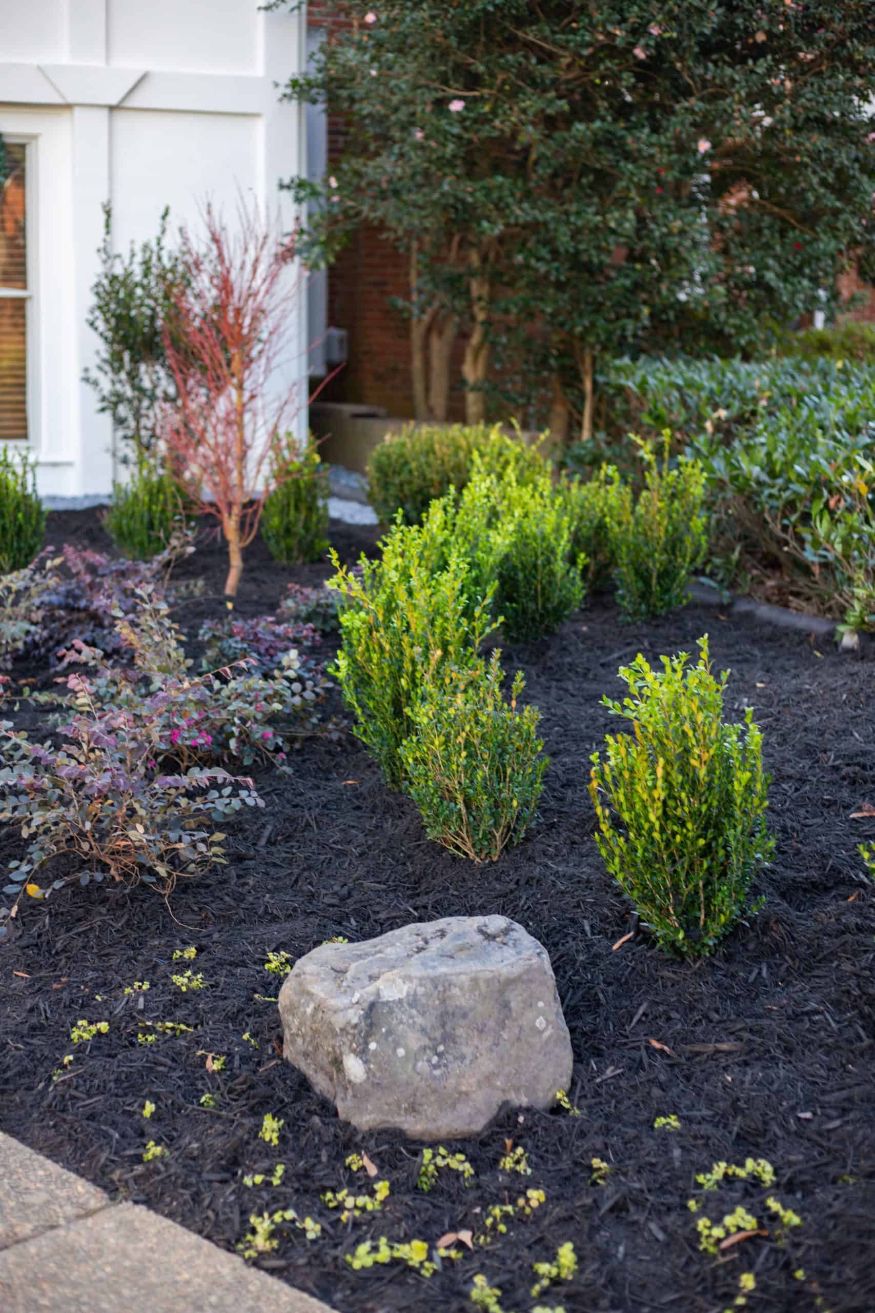 Layered planting bed at Summerour Vale with upright boxwood shrubs, red-stemmed Japanese maple, camellia shrub in bloom, barberry, and a natural fieldstone boulder set in dark mulch, designed by Garden Atlantic in Atlanta