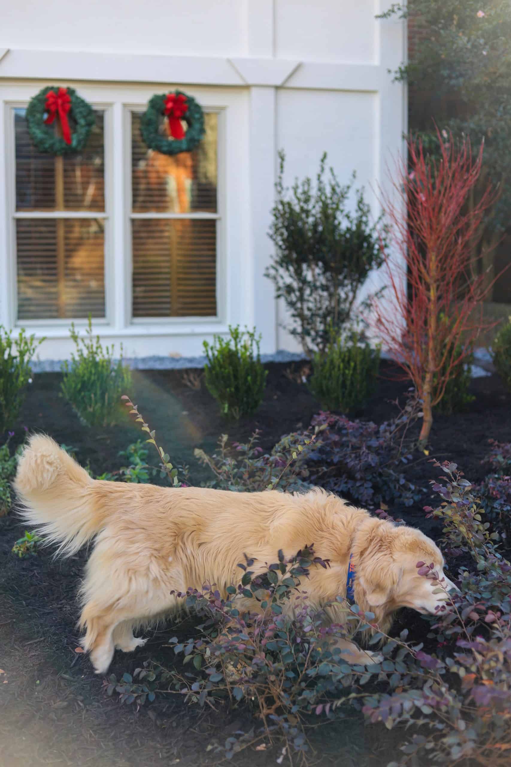 Close-up planting bed at Summerour Vale featuring a red-stemmed Japanese maple, purple barberry, boxwood shrubs, and naturalistic mulched beds designed by Garden Atlantic in Atlanta