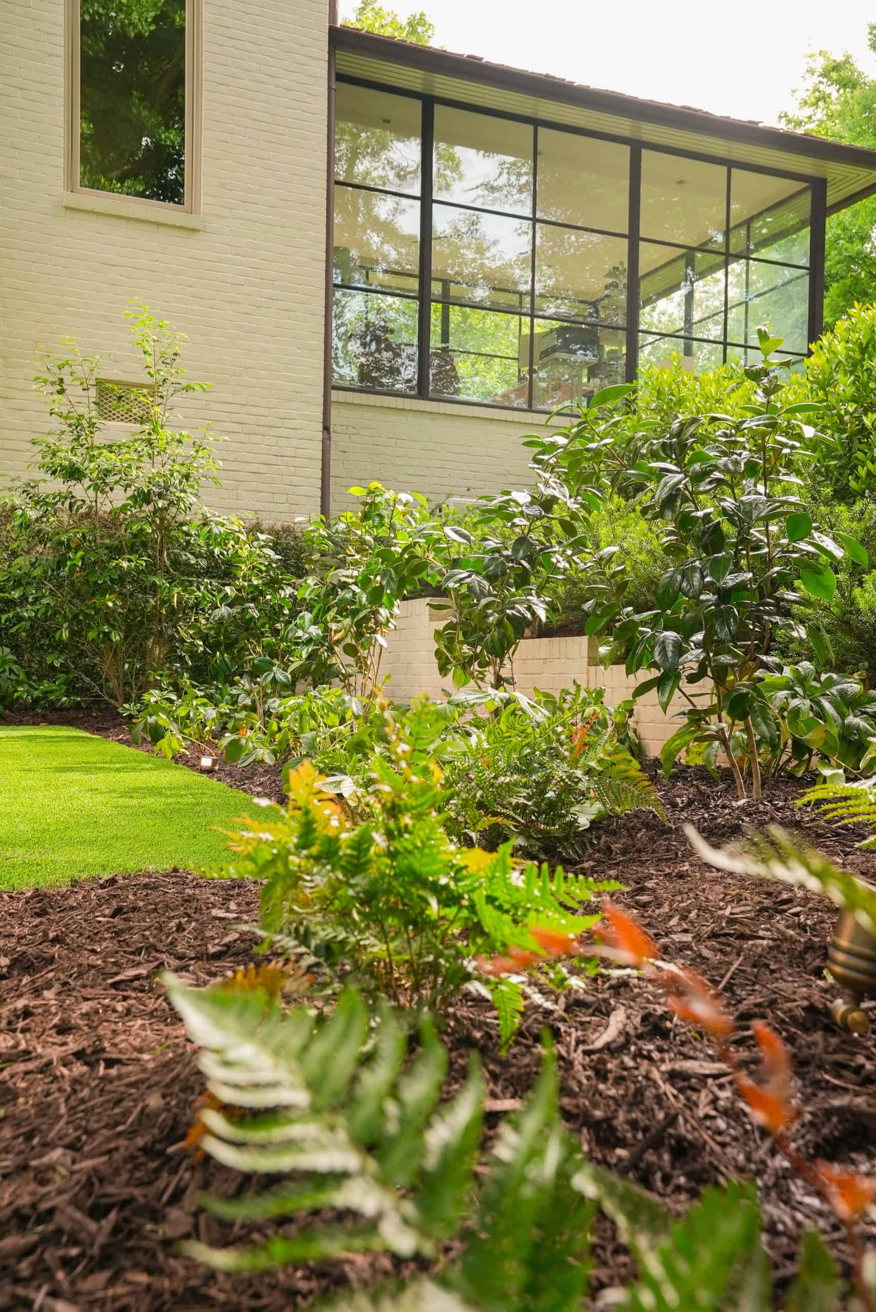 Autumn ferns and camellias in mulched beds running along the painted-brick base of a Buckhead estate home.