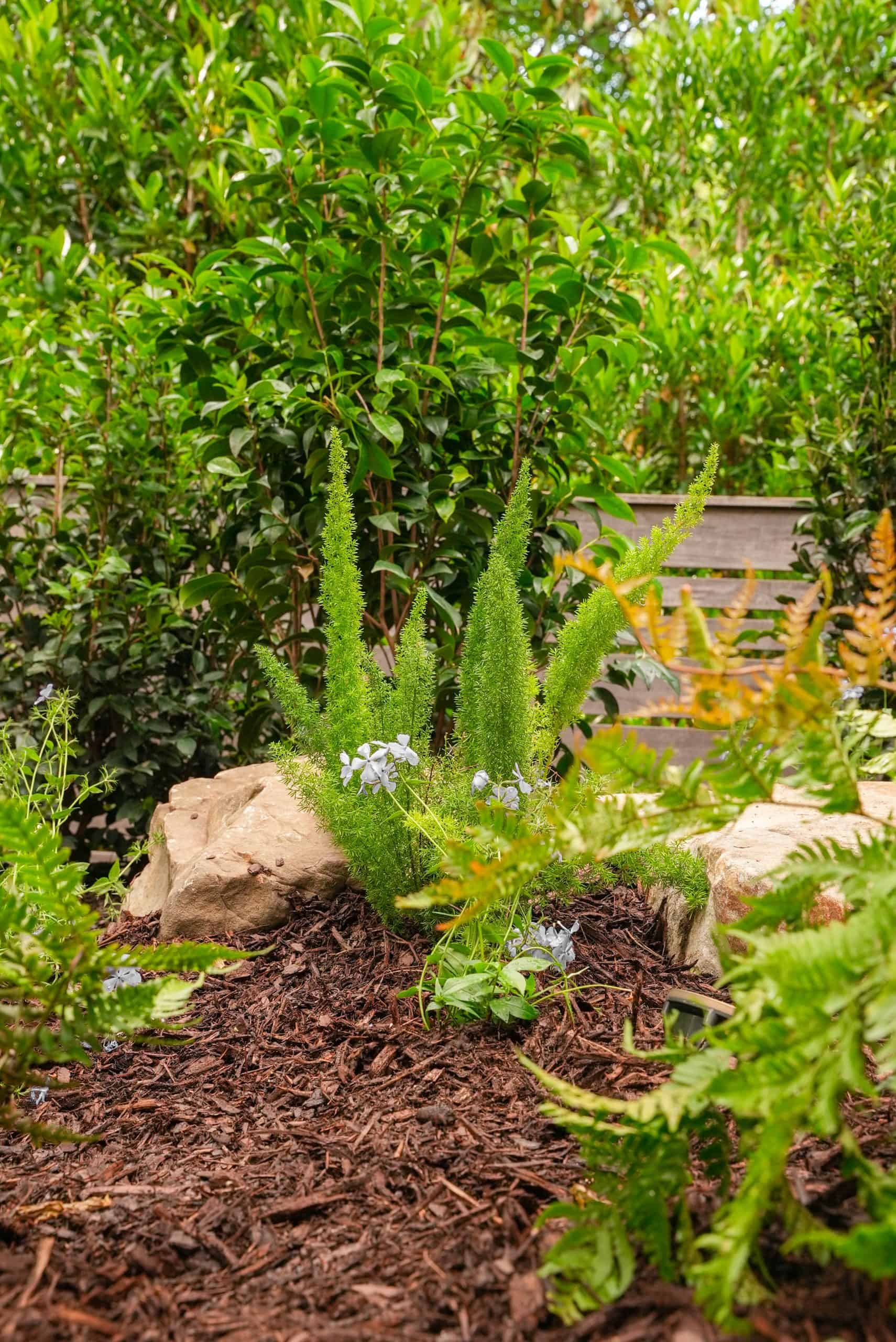 Foxtail ferns and pale blue plumbago blooms among sandstone boulders in a layered Buckhead estate planting by Garden Atlantic.